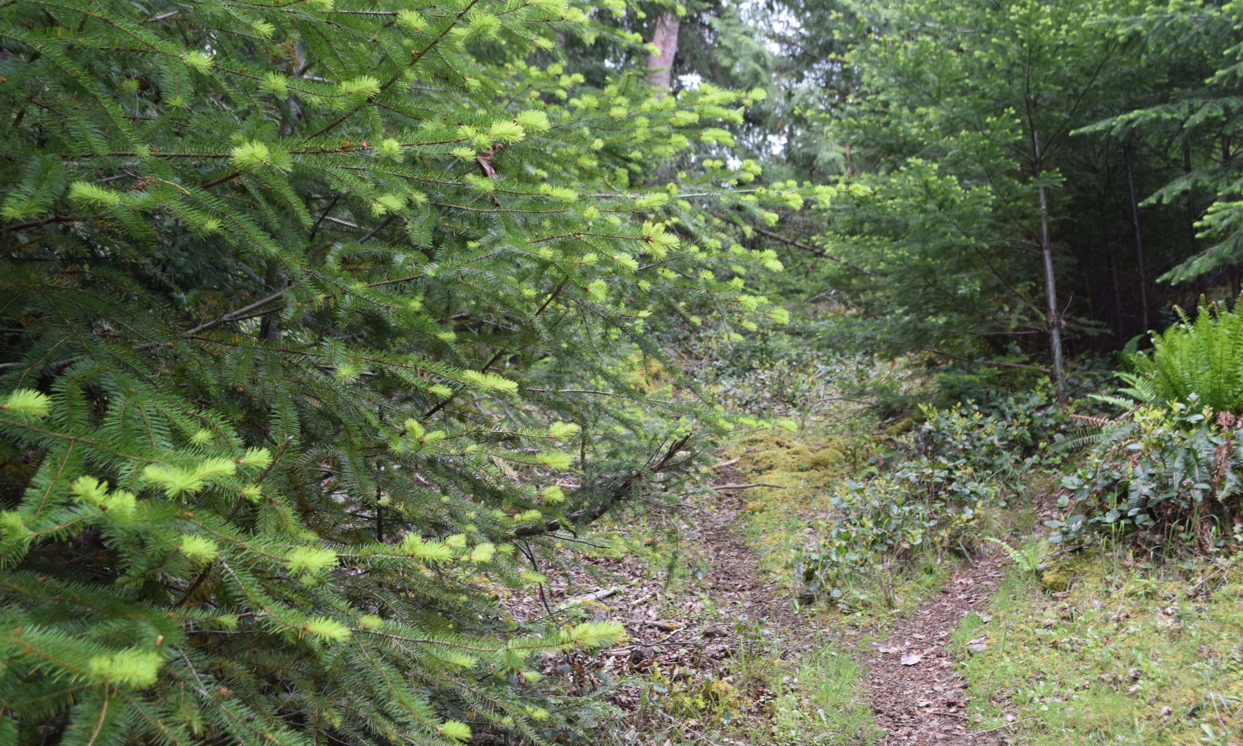 Mayne Island Conservancy