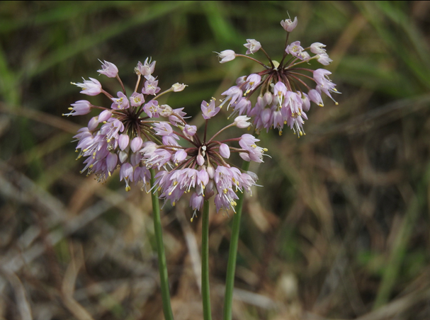 Mayne Island Conservancy